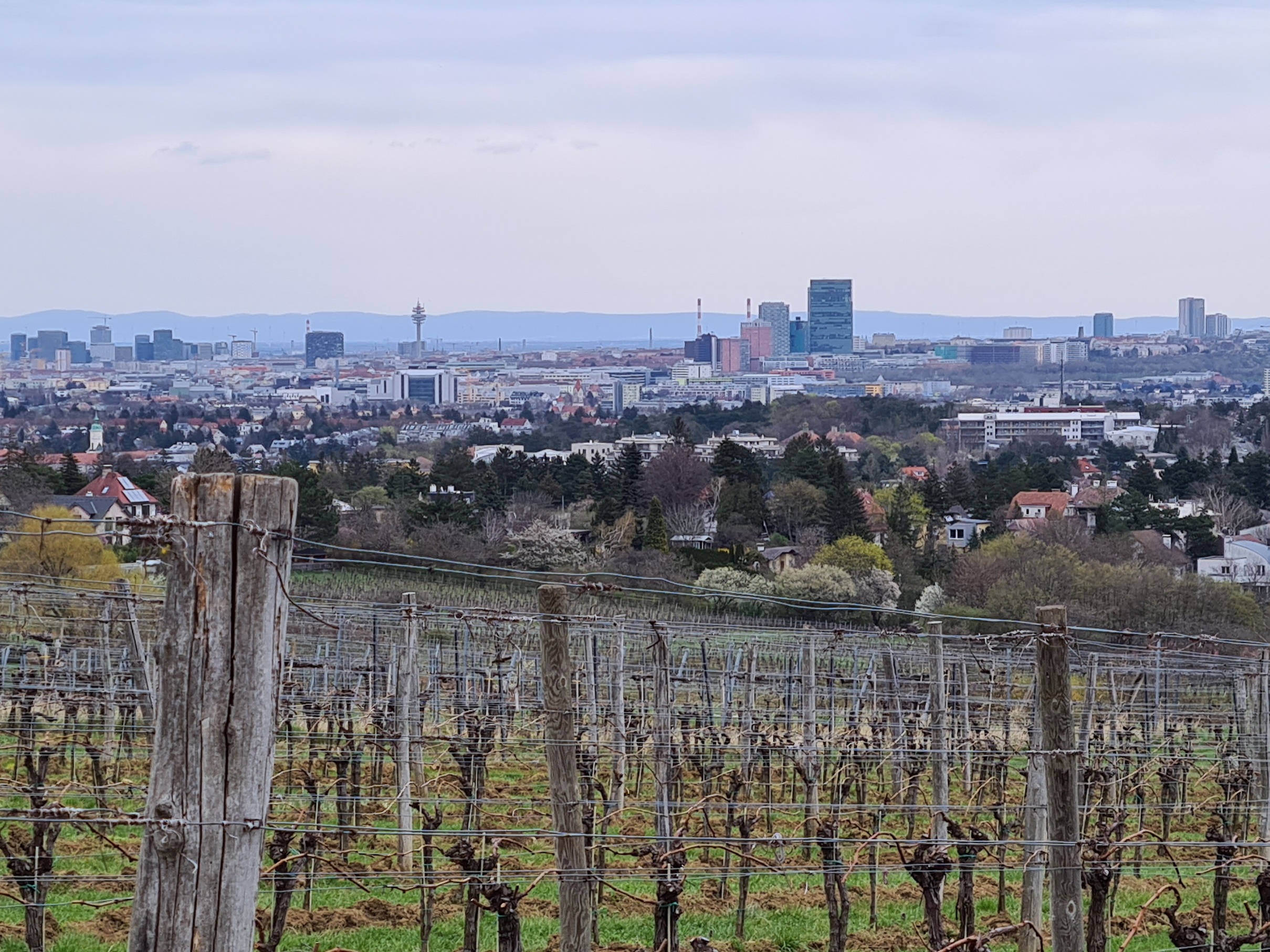 Maurer Weinberge