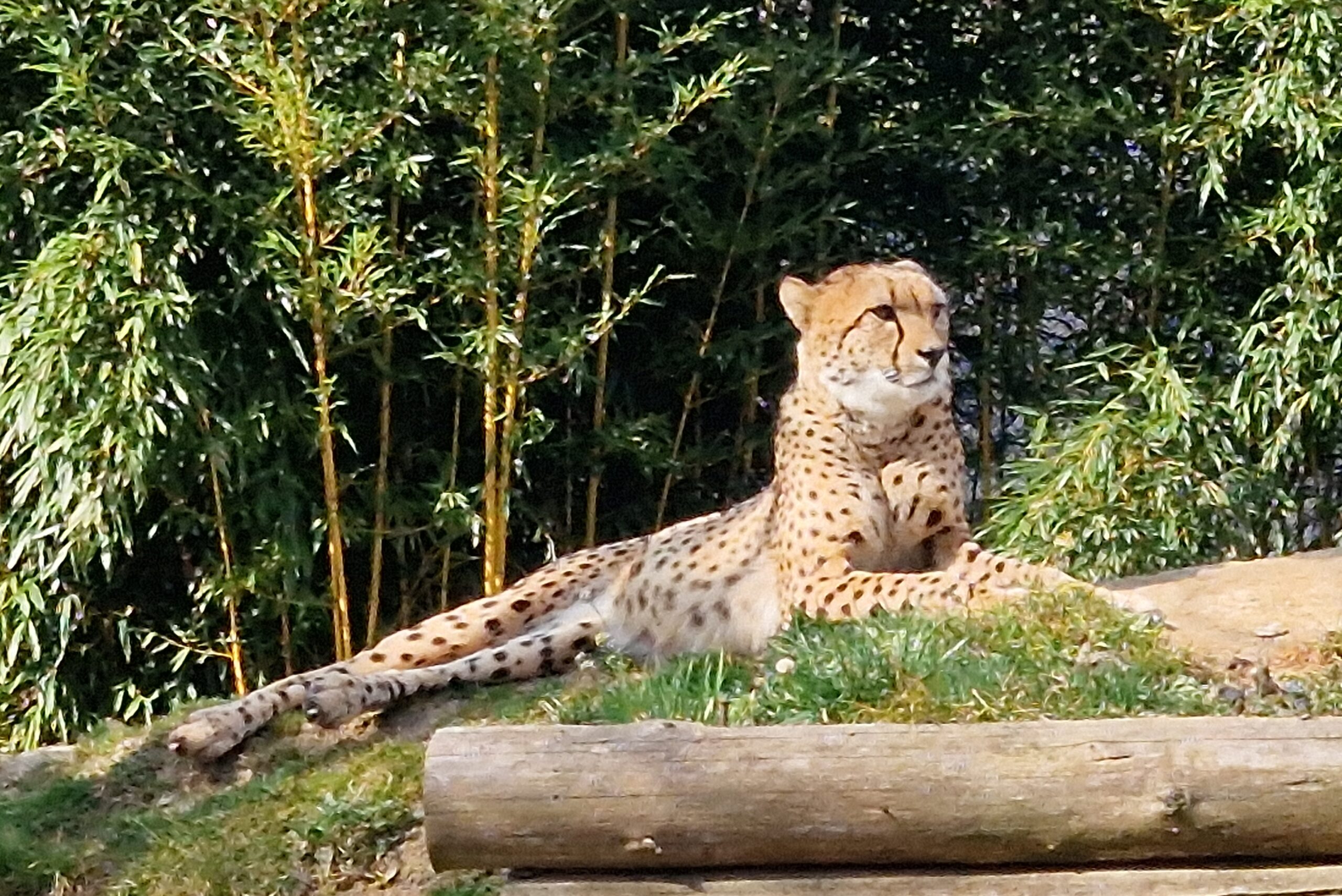 Tierpark Herberstein