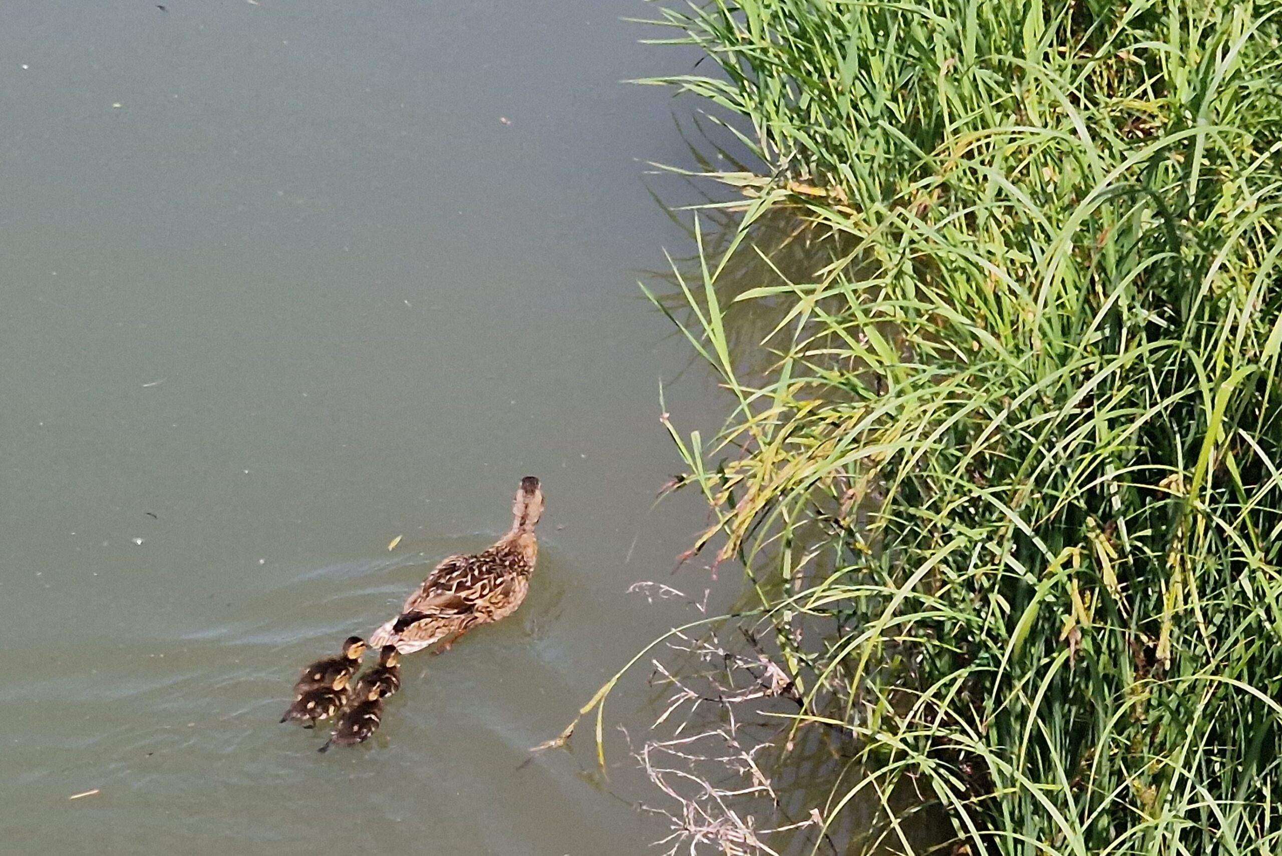 Junge Enten in Leobersdorf