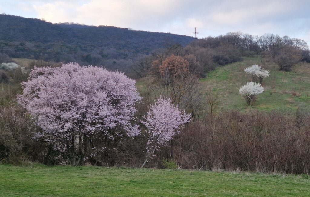 Weinberge im Frühling