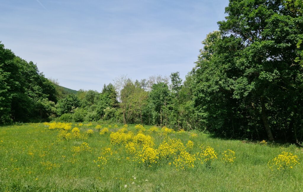 Helenental im Frühjahr