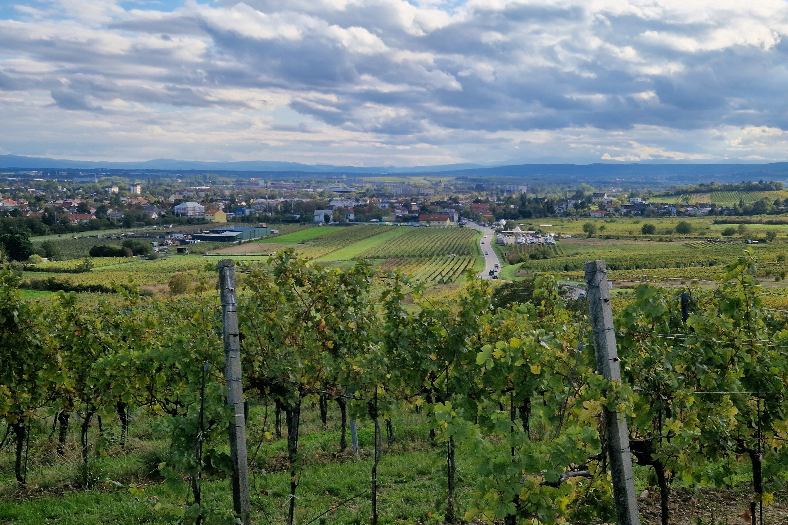 Weinberge