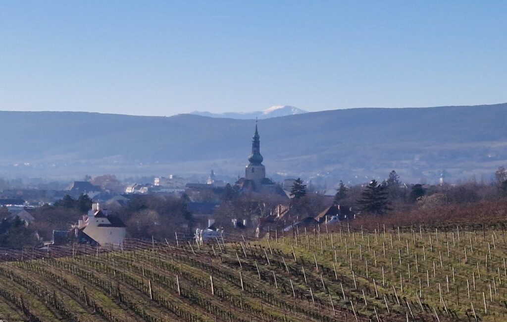 In den Weinbergen